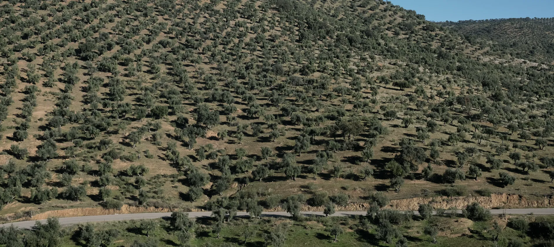 Ladera cubierta de olivos en Andalucía